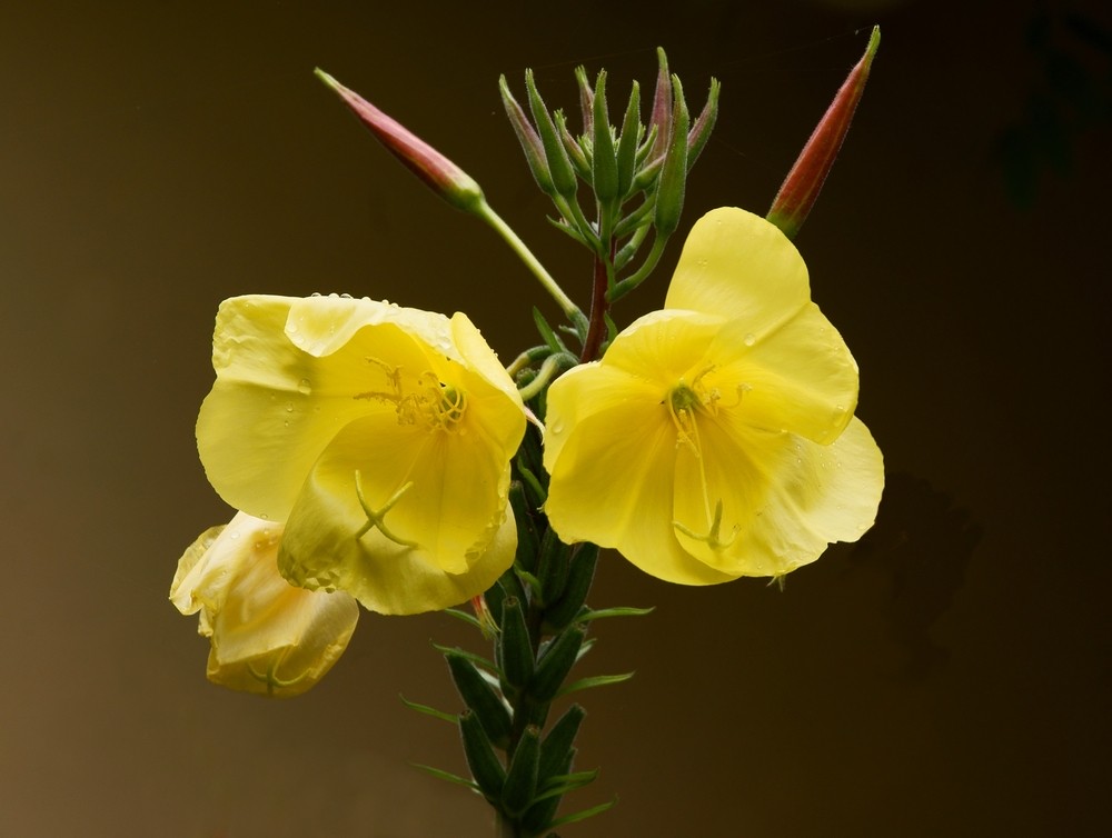 Kosmetischer Herkules – Nachtkerzenöl in der Haarpflege